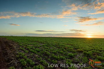 July 2015 / YOUNG_CROP_002_150724