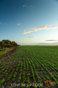 July 2015 / YOUNG_CROP_011_150724