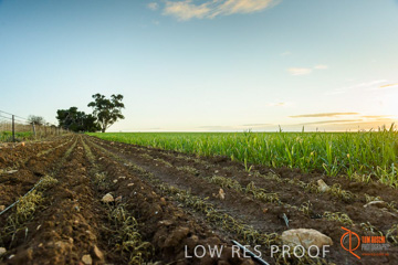 July 2015 / YOUNG_CROP_039_150724