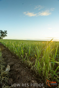 July 2015 / YOUNG_CROP_049_150724