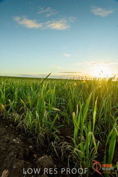 July 2015 / YOUNG_CROP_051_150724