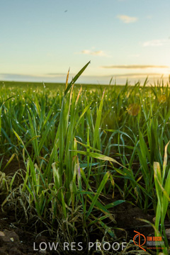 July 2015 / YOUNG_CROP_053_150724