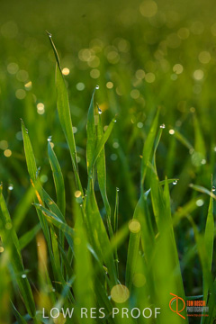 July 2015 / YOUNG_CROP_064_150724