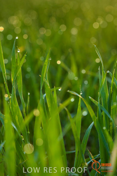 July 2015 / YOUNG_CROP_066_150724