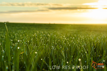 July 2015 / YOUNG_CROP_071_150724