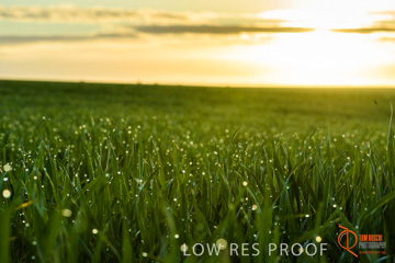 July 2015 / YOUNG_CROP_073_150724