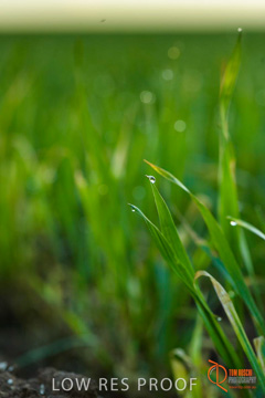 July 2015 / YOUNG_CROP_078_150724