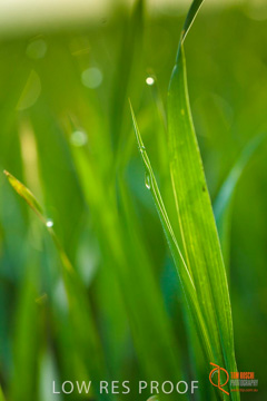 July 2015 / YOUNG_CROP_083_150724