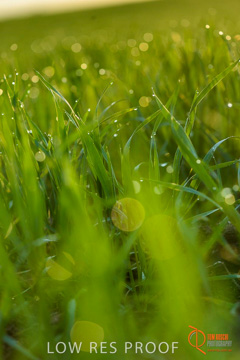 July 2015 / YOUNG_CROP_091_150724