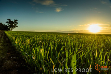 July 2015 / YOUNG_CROP_094_150724