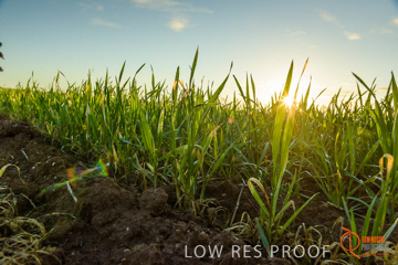 July 2015 / YOUNG_CROP_103_150724