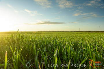 July 2015 / YOUNG_CROP_115_150724