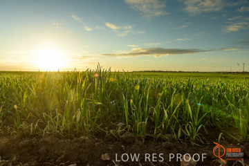 July 2015 / YOUNG_CROP_122_150724