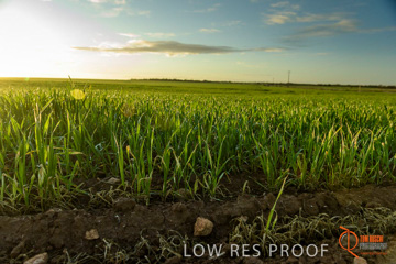 July 2015 / YOUNG_CROP_125_150724