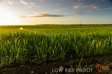 July 2015 / YOUNG_CROP_127_150724