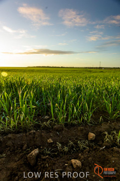 July 2015 / YOUNG_CROP_129_150724