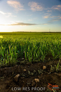 July 2015 / YOUNG_CROP_131_150724