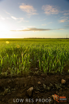 July 2015 / YOUNG_CROP_133_150724