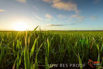 July 2015 / YOUNG_CROP_158_150724