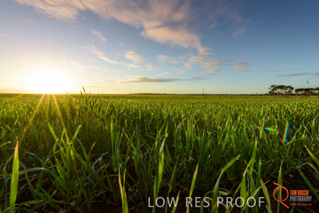 July 2015 / YOUNG_CROP_167_150724