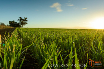 July 2015 / YOUNG_CROP_172_150724