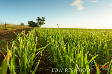 July 2015 / YOUNG_CROP_173_150724