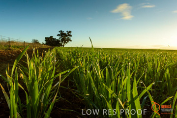 July 2015 / YOUNG_CROP_176_150724