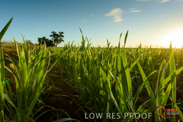 July 2015 / YOUNG_CROP_183_150724