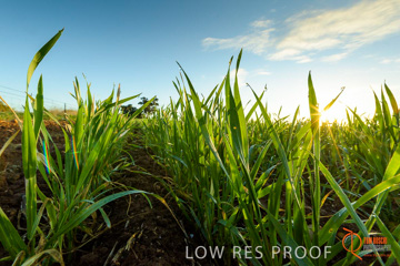 July 2015 / YOUNG_CROP_191_150724