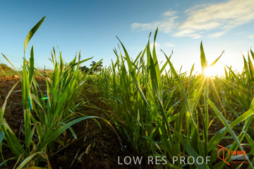 July 2015 / YOUNG_CROP_193_150724