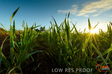 July 2015 / YOUNG_CROP_194_150724