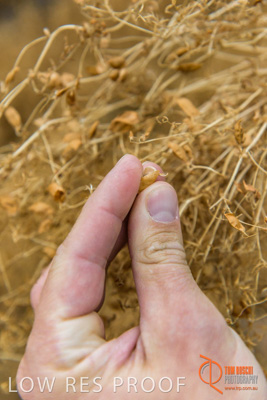 December 2016 / GLENCORE_GRAIN_DOOEN_095_161213_DSC9664