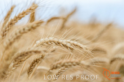 December 2016 / GLENCORE_GRAIN_DOOEN_120_161213_DSC6416