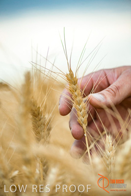 December 2016 / GLENCORE_GRAIN_DOOEN_166_161213_DSC6454