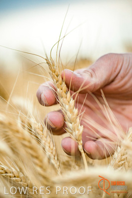 December 2016 / GLENCORE_GRAIN_DOOEN_172_161213_DSC6468