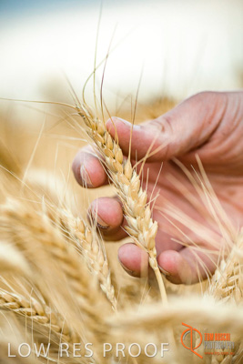 December 2016 / GLENCORE_GRAIN_DOOEN_173_161213_DSC6470