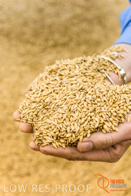 December 2016 / WOLSELEY_344_161214_DSC1082