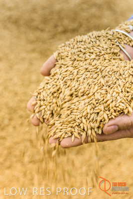 December 2016 / WOLSELEY_346_161214_DSC1084