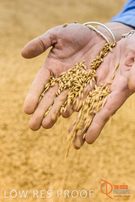 December 2016 / WOLSELEY_354_161214_DSC1102