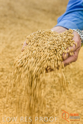 December 2016 / WOLSELEY_356_161214_DSC1104