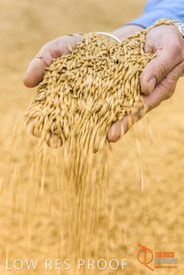 December 2016 / WOLSELEY_359_161214_DSC1115