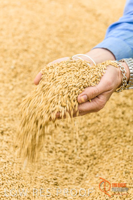 December 2016 / WOLSELEY_360_161214_DSC1133