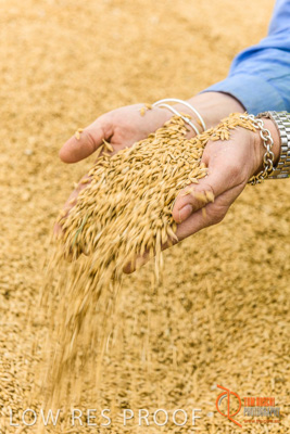 December 2016 / WOLSELEY_361_161214_DSC1136