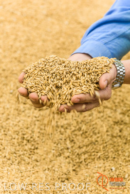 December 2016 / WOLSELEY_362_161214_DSC1142