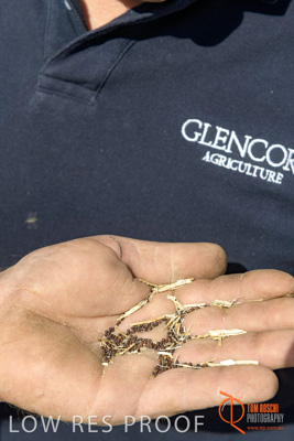 November 2017 / HARVEST_TUMBY_AM_123_171121_TRP5756