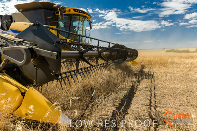 November 2017 / HARVEST_TUMBY_AM_220_171121_TRP5841