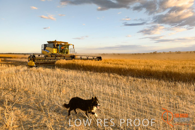 November 2017 / HARVEST_TUMBY_PM_176_171121_TRP6815