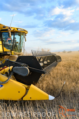 November 2017 / HARVEST_TUMBY_PM_193_171121_TRP6852