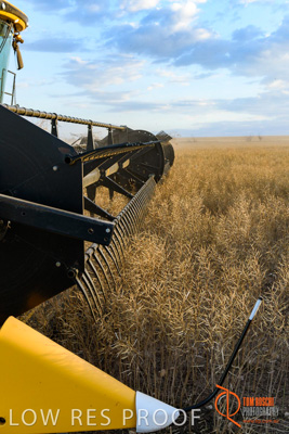 November 2017 / HARVEST_TUMBY_PM_200_171121_TRP6869