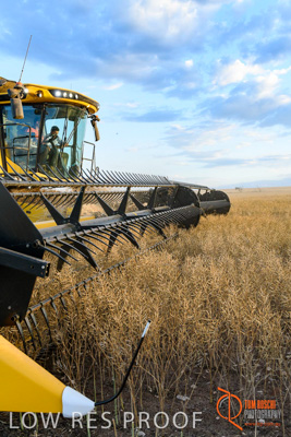 November 2017 / HARVEST_TUMBY_PM_201_171121_TRP6870